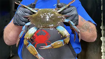 man holding large, blue crab